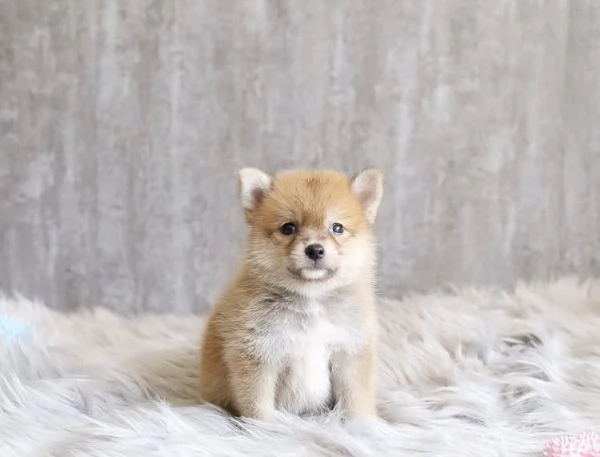 SHIBA INU RAZZA PURA MASCHIO E FEMMINA DISPONIBILI | Foto 0