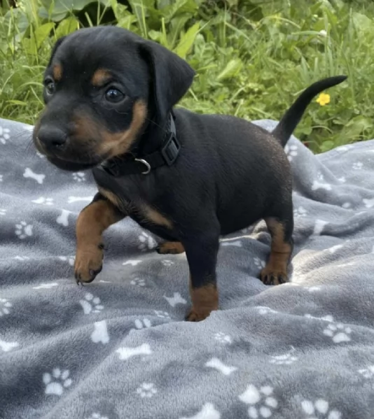 REGALO CUCCIOLI DI PINSCHER 