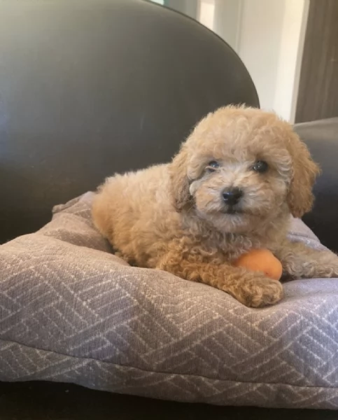 REGALO CUCCIOLO BARBONCINO TOY