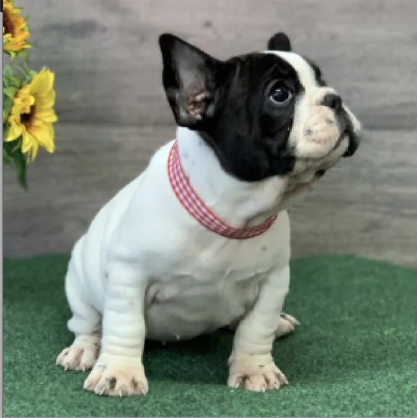 REGALO BOULEDOGUE FRANCESE