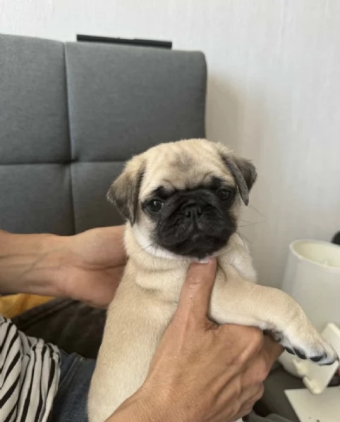 REGALO CARLINO  | Foto 0