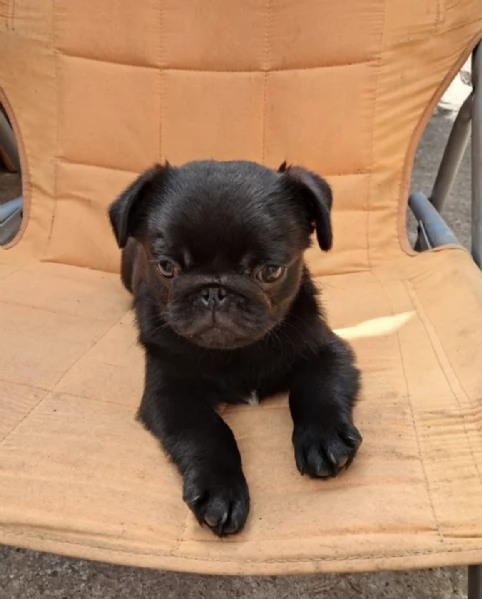 REGALO CHIHUAHUA TOY MERAVIGLIOSI 