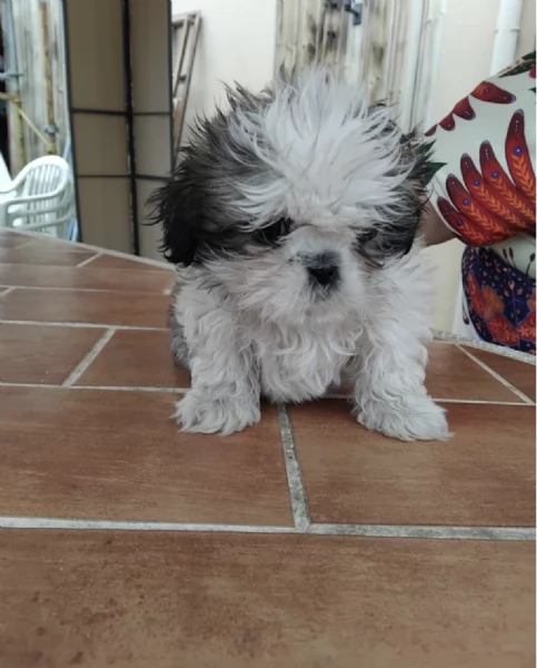   REGALO SHIHTZU  TOY | Foto 0