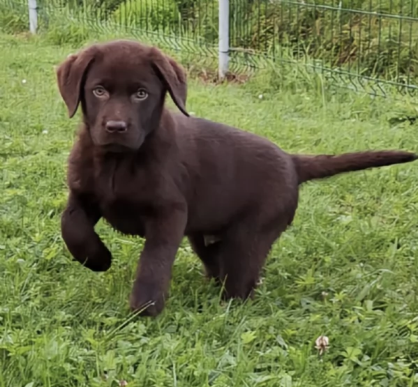 REGALO CUCCIOLI DI LABRADOR 