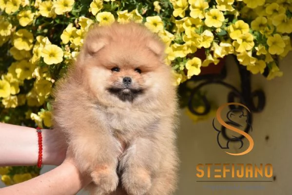 Cuccioli di Pomerania Boo | Foto 6