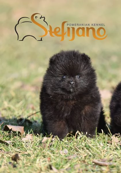 Cuccioli di Pomerania Boo | Foto 5