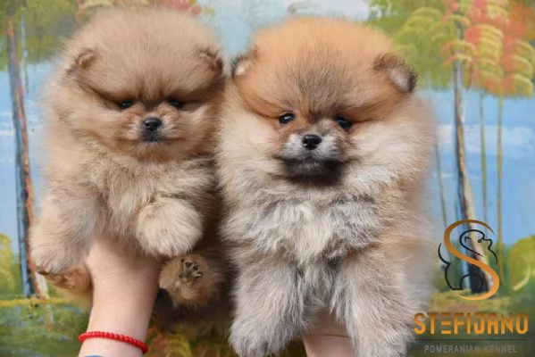 Cuccioli di Pomerania Boo | Foto 4