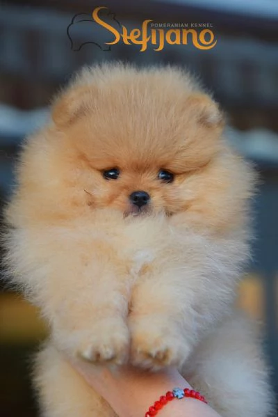 Cuccioli di Pomerania Boo | Foto 3