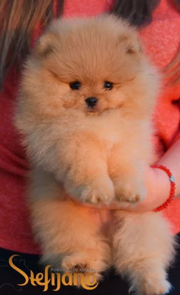 Cuccioli di Pomerania Boo | Foto 2