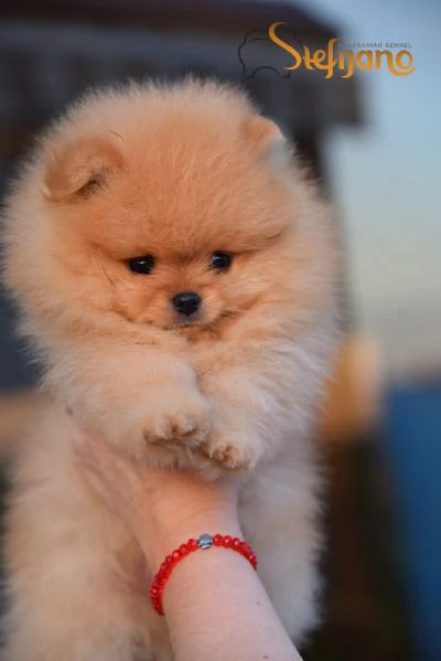 Cuccioli di Pomerania Boo