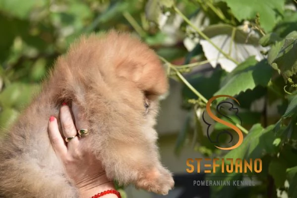 Cuccioli di Pomerania Boo | Foto 1