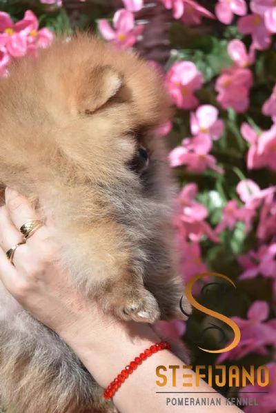Cuccioli di Pomerania Boo | Foto 0