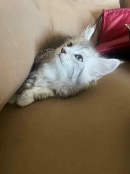Maine coon