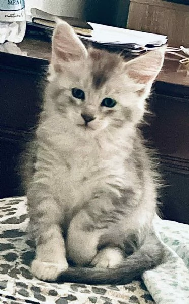 Maine coon | Foto 3