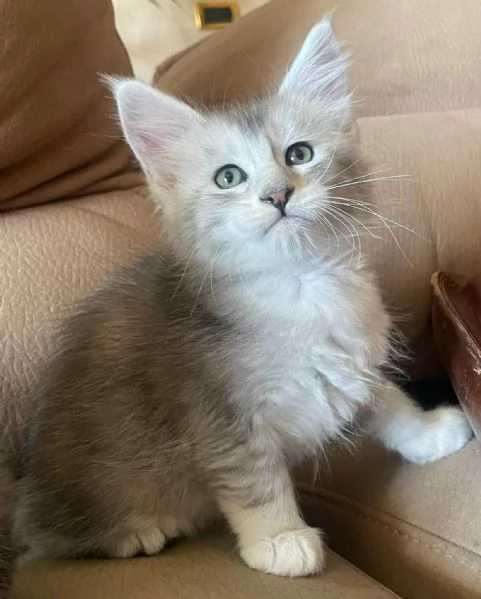 Maine coon | Foto 2
