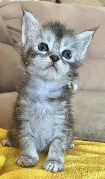 Maine coon | Foto 1