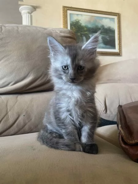 Maine coon | Foto 0