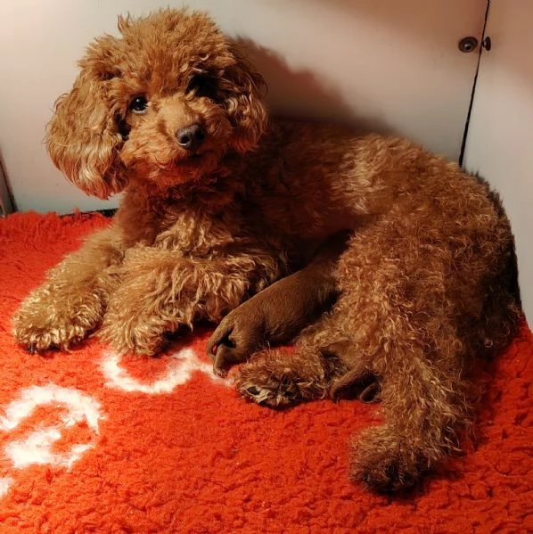 2 femmine barboncino toy 