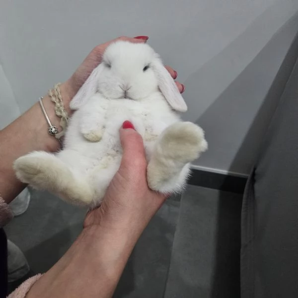 coniglio ariete nano minilop | Foto 0