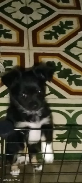 Carini cagnolini  | Foto 1