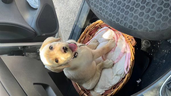 Labrador femmina  | Foto 6