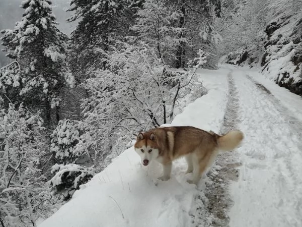 cuccioli alaskan malamoute