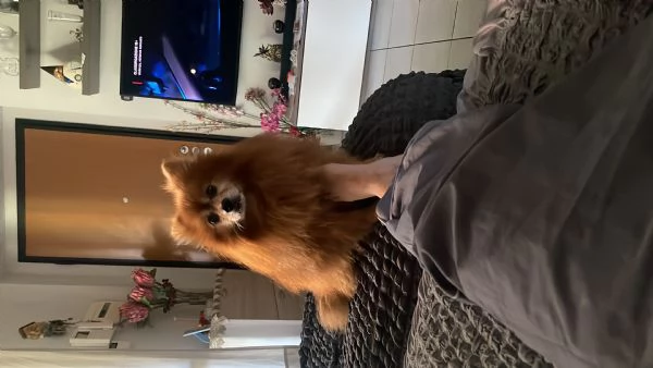 Volpino di Pomerania 