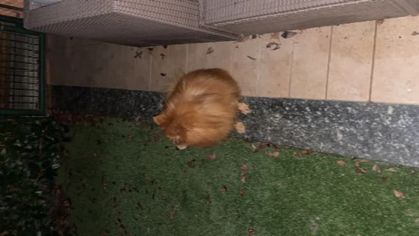 Volpino di Pomerania  | Foto 4