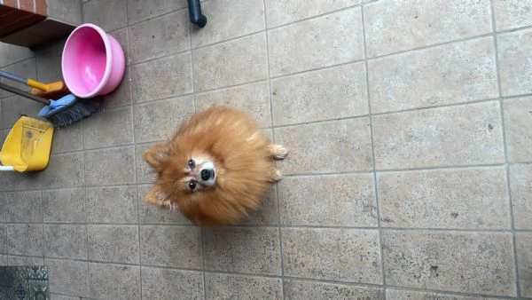 Volpino di Pomerania  | Foto 3