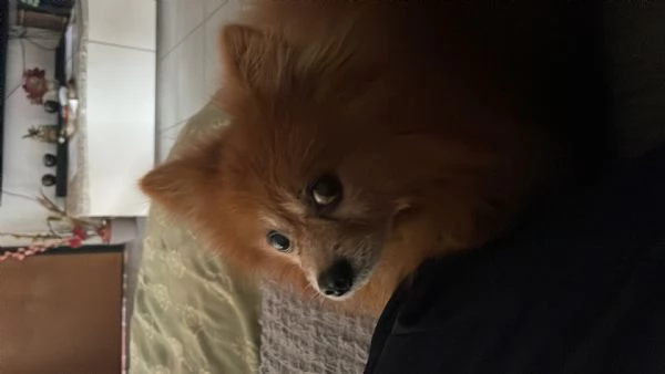 Volpino di Pomerania  | Foto 1