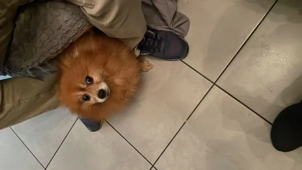 Volpino di Pomerania  | Foto 0