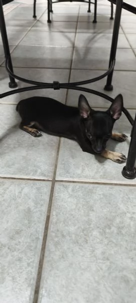 Cuccioli di Chiwawa  | Foto 5