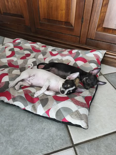 Cuccioli di Chiwawa  | Foto 4