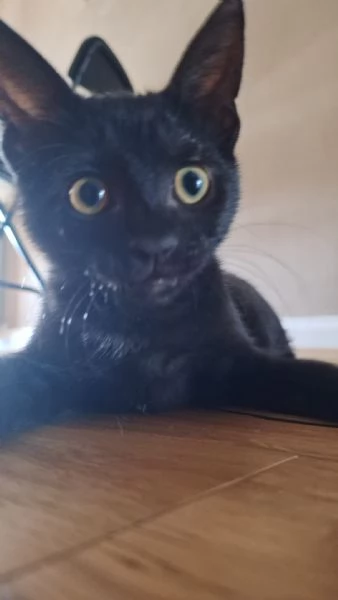 Dolcissima gattina nera cerca famiglia