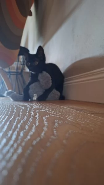 Dolcissima gattina nera cerca famiglia | Foto 0