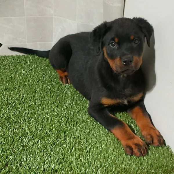 Rottweiler cuccioli maschio e femmina | Foto 0