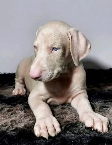Dobermann cuccioli maschio e femmina | Foto 0