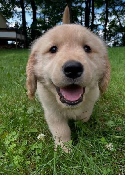 Golden Retriever cuccioli maschio e femmina | Foto 2
