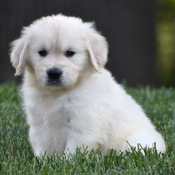 Golden Retriever cuccioli maschio e femmina