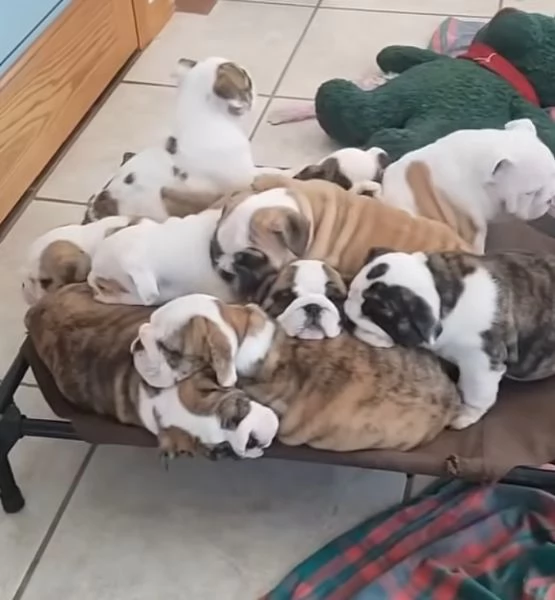 Bulldog Inglese cuccioli maschio e femmina