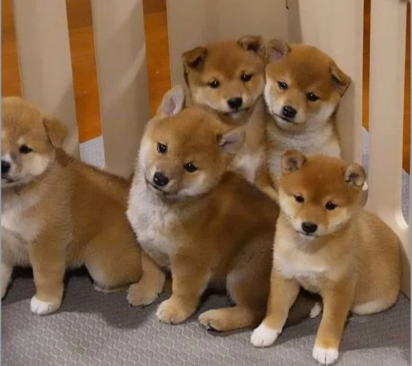 Shiba Inu cuccioli maschio e femmina | Foto 0