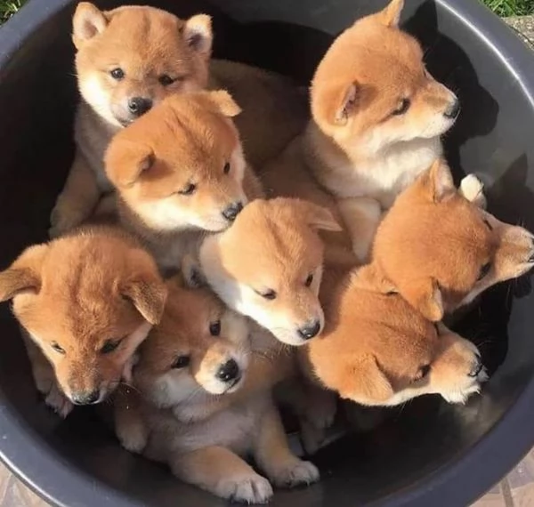 Shiba Inu cuccioli maschio e femmina