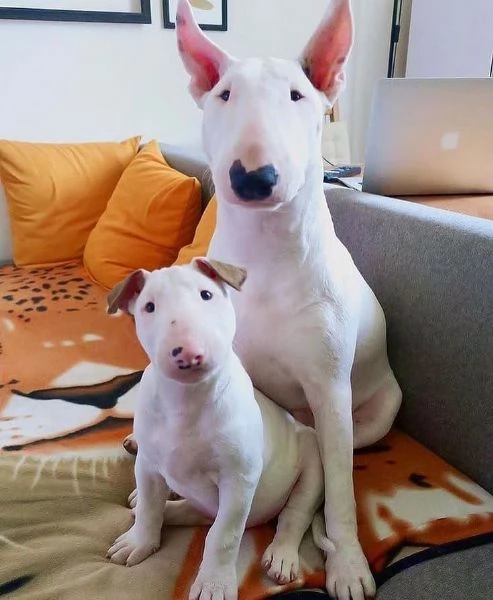 Bull Terrier cuccioli maschio e femmina | Foto 0