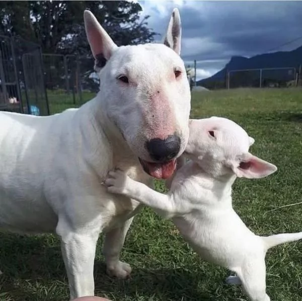 Bull Terrier cuccioli maschio e femmina