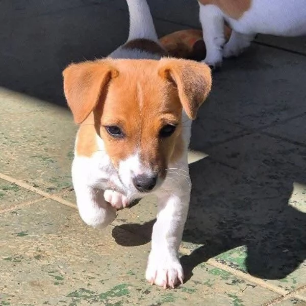Jack Russell cuccioli maschio e femmina | Foto 0