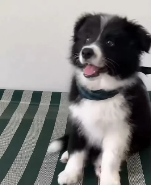 Border Collie cuccioli maschio e femmina | Foto 0
