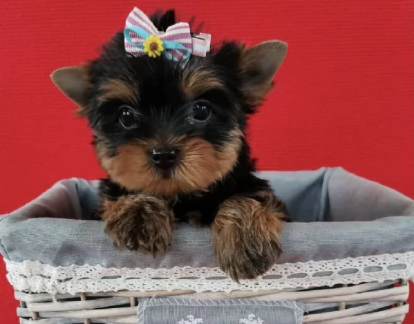 Yorkshire Terrier cuccioli maschio e femmina
