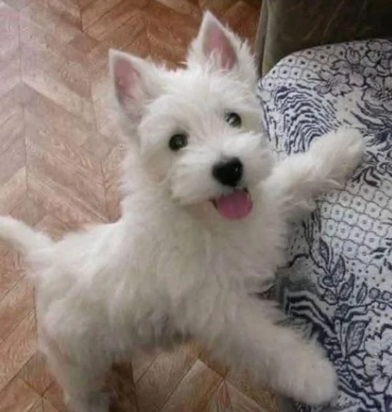 West Highland White Terrier cuccioli maschio e femmina | Foto 0
