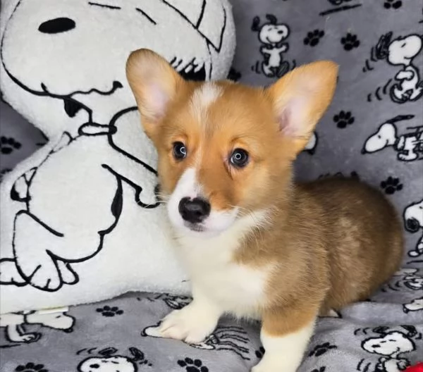 Welsh Corgi cuccioli maschio e femmina