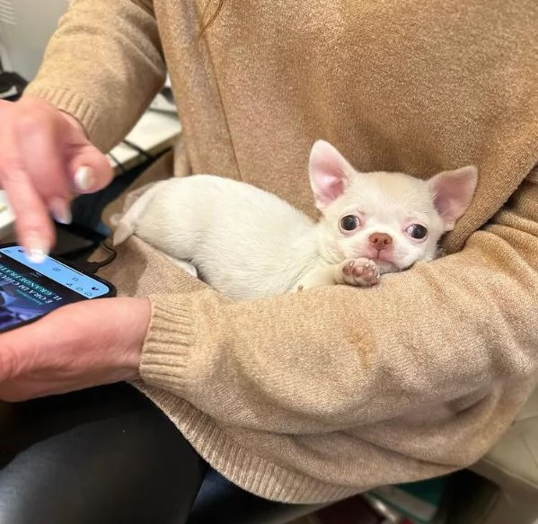 Chihuahua toy cuccioli maschio e femmina